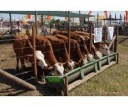 frigorifico argentina. red de exportacion carne vacuna