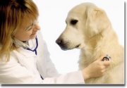 Centro veterinario totalmente Instalado y pleno funcionamiento