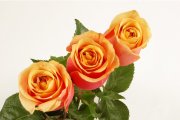 cherry_brandy_1245101079.jpg
