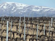Bodega-viñedos en SOMONTANO