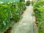 Venta vivero-centro de jardineria en Granada
