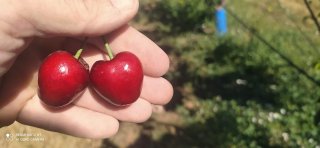 subasta-de-traspaso-agricola-finca-cerezas-alicante-2_1759654390.jpg