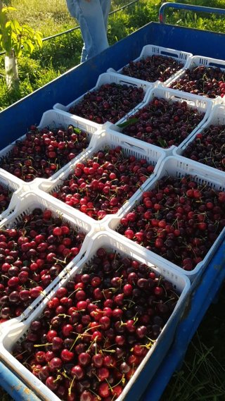 subasta-de-traspaso-agricola-finca-cerezas-alicante-3_1759654390.jpg