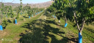SUBASTA de traspaso Agricola Finca Cerezas ALICANTE