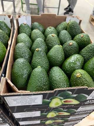 vendo-empresa-exportadora-de-aguacates-2_1724330331.jpeg