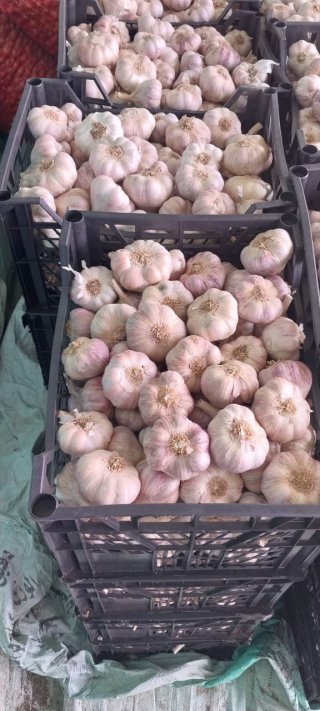 vendo-empresa-exportadora-de-aguacates-3_1724330331.jpeg