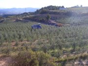 Superintensiva de olivos, 25ha, tarragona