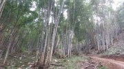 Plantaciones de bambú no-invasivo (clon desarrollado en España)