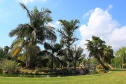 botanic_cullera_palms_1404676581.jpg