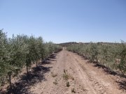 Venta De Sociedad Agraria con 100 Htas. de Olivos en Extremadura.