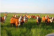 Venta de Finca en Argentina -Inversion agricola y ganadera
