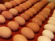 pollo y huevos para incubar