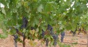Bodega de elaboración de vino en La Mancha