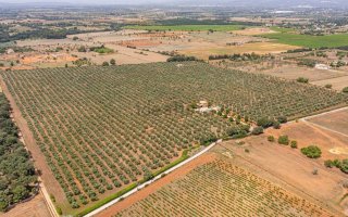 oportunidad-de-negocio-olivos-ecologicos-2_1729241327.jpg