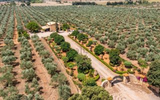 Oportunidad de Negocio Olivos Ecologicos