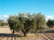 Vendo almazara con finca plantada de olivos arbequina